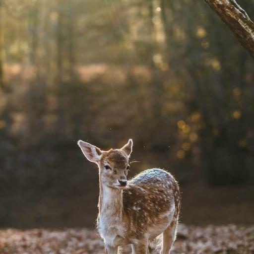Evolusi Musik dari Analog ke Era Digital